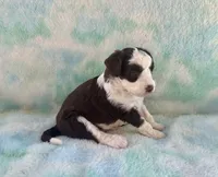 Toy Mini F1 Chocolate Red Tri Tuxedo Handsome, a male Aussiedoodle and Poodle - Miniature  for sale in Quartzsite, AZ – 7 of 7