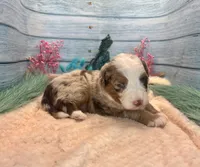 Toy Mini F1 Red Merle Phoenix , a male Miniature Aussiedoodle for sale in Quartzsite, AZ – 5 of 9