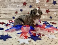 F1 Toy Mini Blue Merle Stunning , a male Miniature Aussiedoodle for sale in Quartzsite, AZ – 2 of 10