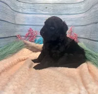 F1 Toy Mini Rare Solid Black Mesa , a female Miniature Aussiedoodle for sale in Quartzsite, AZ – 9 of 10