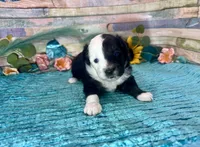 Split Face F1 Toy Mini Black Tri Beautiful , a male Miniature Aussiedoodle for sale in Quartzsite, AZ – 6 of 10