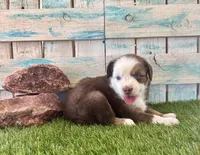Handsome Toy Red Tri Blue Eyes, a male Toy Australian Shepherd for sale in Quartzsite, AZ – 8 of 10