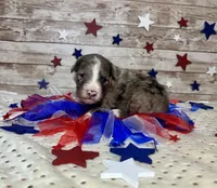 F2B Miniature Blue Merle Stunning , a male Aussiedoodle for sale in Quartzsite, AZ – 2 of 8