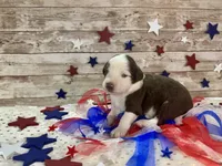 Toy Mini F1 Red and White Parti , a male Miniature Aussiedoodle for sale in Quartzsite, AZ – 4 of 9