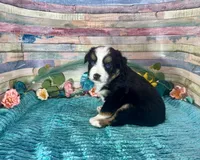 Toy Mini Gorgeous Tri Sweet Tamale , a female Miniature Australian Shepherd for sale in Quartzsite, AZ – 7 of 10