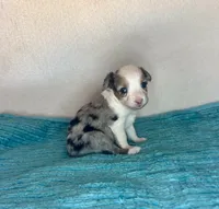 Blue Merle with Blue Eyes, a female Miniature Australian Shepherd for sale in Quartzsite, AZ – 4 of 5