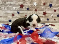 F1 Toy Mini Red Tri Tuxedo , a male Miniature Aussiedoodle for sale in Quartzsite, AZ – 7 of 10