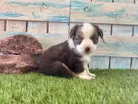 Gorgeous Red Tri Blue Eyes , a male Toy Australian Shepherd for sale in Quartzsite, AZ – 10 of 10