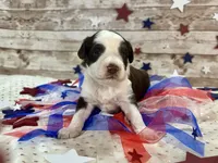 F1 Toy Mini Red Tri Tuxedo , a male Miniature Aussiedoodle for sale in Quartzsite, AZ – 3 of 10
