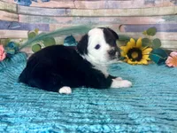Split Face F1 Toy Mini Black Tri Beautiful , a male Miniature Aussiedoodle for sale in Quartzsite, AZ – 2 of 10