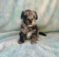 Toy Mini F2B Blue Merle Gorgeous , a female Poodle - Miniature  and Miniature Aussiedoodle for sale in Quartzsite, AZ – 3 of 5