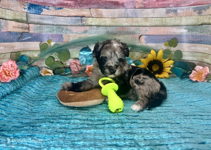 F2B Miniature Blue Merle Sweetheart – Aussiedoodle puppy for sale in Quartzsite, AZ