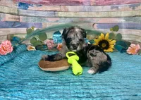 F2B Miniature Blue Merle Sweetheart, a female Aussiedoodle for sale in Quartzsite, AZ – 1 of 10
