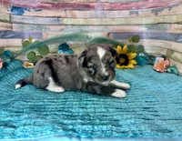 F1 Toy Mini Blue Merle , a male Miniature Aussiedoodle for sale in Quartzsite, AZ – 6 of 10