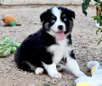 Coming Soon Toy Mini All Colors , a  Toy Australian Shepherd for sale in Quartzsite, AZ – 4 of 10