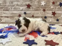 F2B Mini Red Tri Parti , a male Aussiedoodle for sale in Quartzsite, AZ – 7 of 10