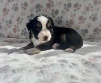 Mini Toy Gorgeous Tri , a female Miniature American Shepherd for sale in Quartzsite, AZ – 4 of 7