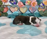 F1 Toy Mini Waffles Red Tri , a male Miniature Aussiedoodle for sale in Quartzsite, AZ – 2 of 5