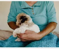 F1B Toy Mini Red Merle Parti Aussiedoodle, a female Miniature Aussiedoodle for sale in Quartzsite, AZ – Photo 3 of 10