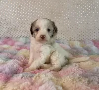 F1B Toy Mini Red Merle Parti Aussiedoodle, a female Miniature Aussiedoodle for sale in Quartzsite, AZ – Photo 5 of 10