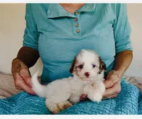 F1B Toy Mini Red Merle Parti Aussiedoodle, a female Miniature Aussiedoodle for sale in Quartzsite, AZ – Photo 4 of 10