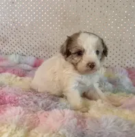 F1B Toy Mini Red Merle Parti Aussiedoodle, a female Miniature Aussiedoodle for sale in Quartzsite, AZ – Photo 7 of 10