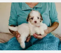 F1B Toy Mini Red Merle Parti Aussiedoodle, a female Miniature Aussiedoodle for sale in Quartzsite, AZ – Photo 1 of 10