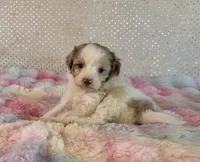 F1B Toy Mini Red Merle Parti Aussiedoodle, a female Miniature Aussiedoodle for sale in Quartzsite, AZ – Photo 9 of 10