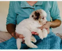 F1B Toy Mini Red Merle Parti Aussiedoodle, a female Miniature Aussiedoodle for sale in Quartzsite, AZ – Photo 2 of 10