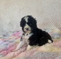 Toy Mini F1B Tuxedo Bi Aussiedoodle , a female Miniature Aussiedoodle for sale in Quartzsite, AZ – Photo 6 of 10