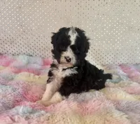 Toy Mini F1B Tuxedo Bi Aussiedoodle , a female Miniature Aussiedoodle for sale in Quartzsite, AZ – Photo 4 of 10