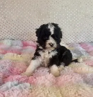 Toy Mini F1B Tuxedo Bi Aussiedoodle , a female Miniature Aussiedoodle for sale in Quartzsite, AZ – Photo 8 of 10