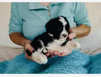Toy Mini F1B Tuxedo Bi Aussiedoodle , a female Miniature Aussiedoodle for sale in Quartzsite, AZ – Photo 2 of 10