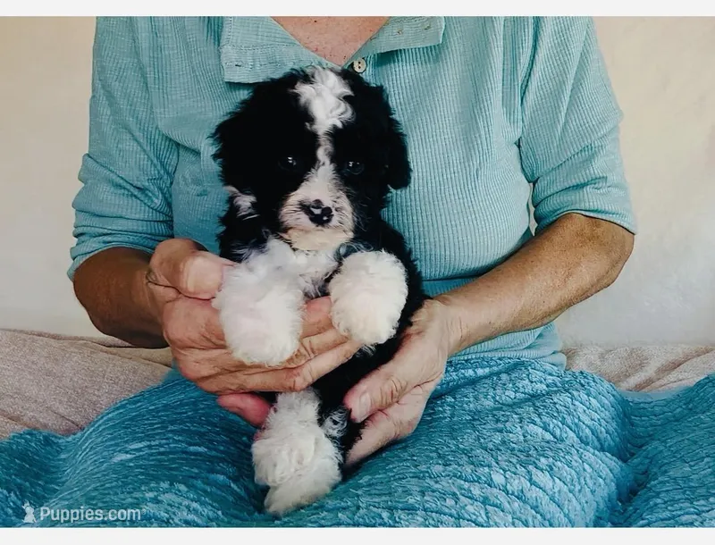 Toy Mini F1B Tuxedo Bi Aussiedoodle  – Miniature Aussiedoodle puppy for sale in Quartzsite, AZ