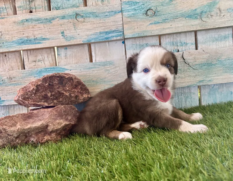 Handsome Toy Red Tri Blue Eyes – Toy Australian Shepherd puppy for sale in Quartzsite, AZ