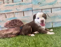 Handsome Toy Red Tri Blue Eyes, a male Toy Australian Shepherd for sale in Quartzsite, AZ – 1 of 10