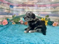 F2B Miniature Blue Merle Sweetheart, a female Aussiedoodle for sale in Quartzsite, AZ – 4 of 10