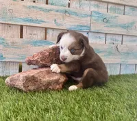 Handsome Toy Red Tri Blue Eyes, a male Toy Australian Shepherd for sale in Quartzsite, AZ – 6 of 10