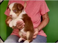 Toy Red Tri Blue Eyes Girl , a female Toy Australian Shepherd for sale in Quartzsite, AZ – 5 of 7