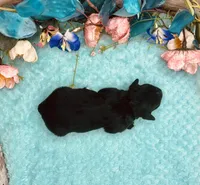 Toy Mini F1 Black and White Tuxedo Tempe, a female Miniature Aussiedoodle for sale in Quartzsite, AZ – 4 of 5