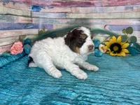F2B Mini Red Tri Parti , a male Aussiedoodle for sale in Quartzsite, AZ – 2 of 10