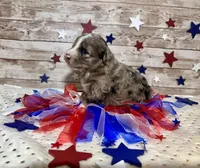 F2B Miniature Blue Merle Stunning , a male Aussiedoodle for sale in Quartzsite, AZ – 4 of 8