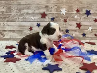 F1 Toy Mini Red Tri Tuxedo , a male Miniature Aussiedoodle for sale in Quartzsite, AZ – 2 of 10