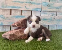 Gorgeous Red Tri Blue Eyes , a male Toy Australian Shepherd for sale in Quartzsite, AZ – 6 of 10