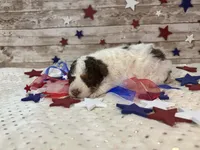 F2B Mini Red Tri Parti , a male Aussiedoodle for sale in Quartzsite, AZ – 9 of 10