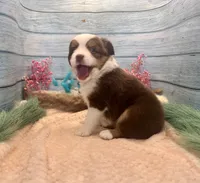Toy Mini Red Tri Blue Eyes Milky Way, a female Miniature Australian Shepherd for sale in Quartzsite, AZ – 2 of 10