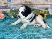 F2B Miniature Black White Parti Stunning, a male Aussiedoodle for sale in Quartzsite, AZ – 2 of 10