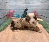Toy Mini F1 Red Merle Phoenix , a male Miniature Aussiedoodle for sale in Quartzsite, AZ – 8 of 9