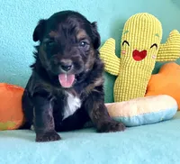 F2B Toy Mini Coming Soon All Colors, a  Miniature Aussiedoodle for sale in Quartzsite, AZ – 9 of 10