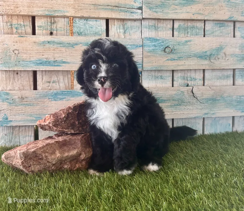 F1 Toy Mini Tuxedo Bi Black Scottsdale Blue Eyes – Miniature Aussiedoodle puppy for sale in Quartzsite, AZ